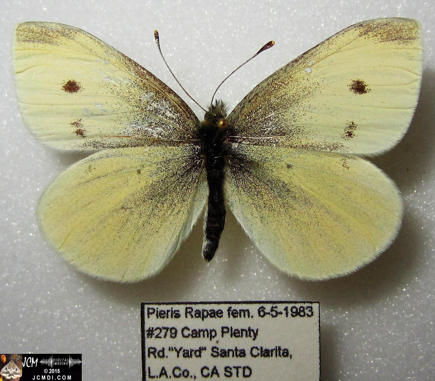 Cabbage Butterfly (Pieris rapae) adult insect, mounted female